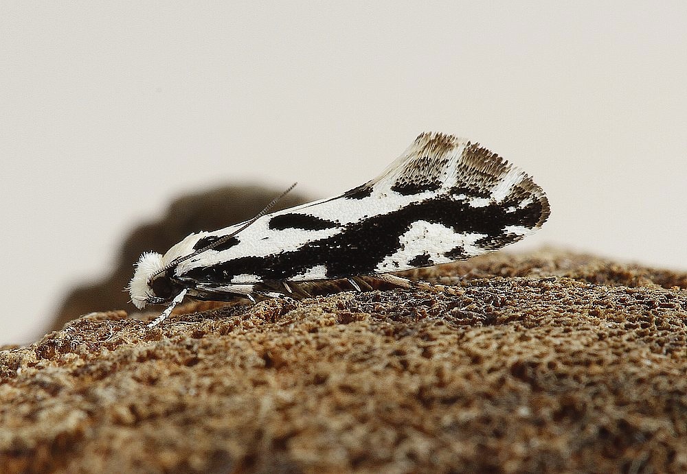 Poresvampemøl (Nemapogon picarella)