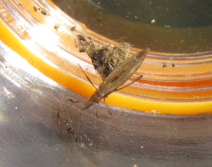 Berytinus sp. (Berytinus sp.)