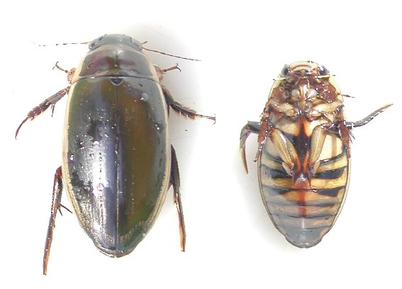 Hvepsebuget Vandkalv (Dytiscus circumflexus)