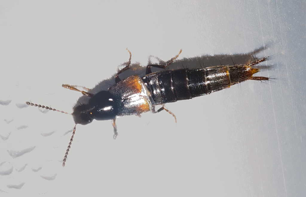 Heterothops sp. (Heterothops sp.)