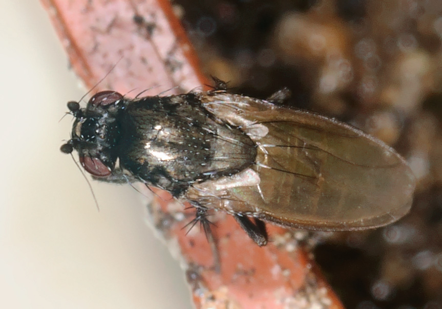 Leptocera sp. (Leptocera sp.)