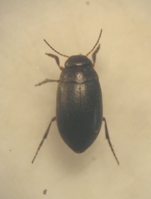 Hydroporus morio (Hydroporus morio)