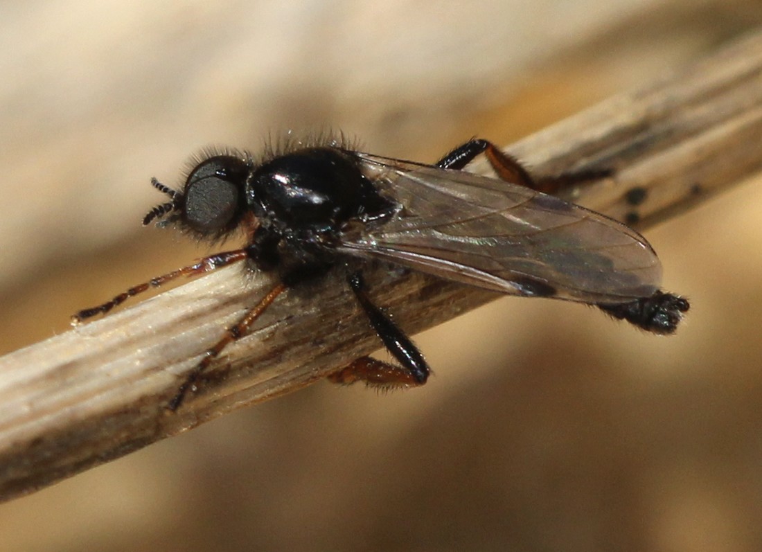 Bibio johannis (Bibio johannis)