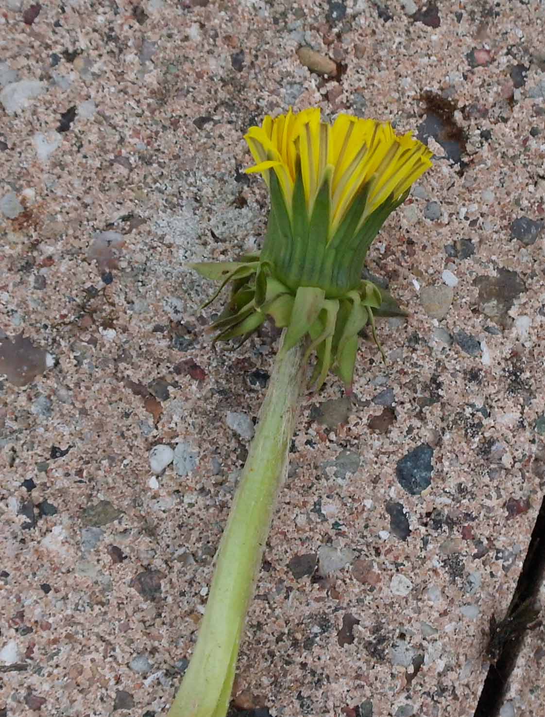 Pagode-Vejmælkebøtte (Taraxacum aequilobum)