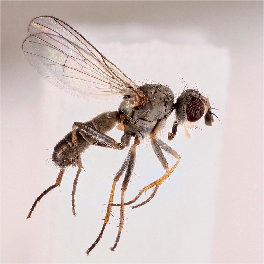 Nanna inermis (Nanna inermis)