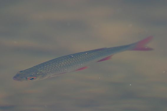 Rudskalle (Scardinius erythrophthalmus)