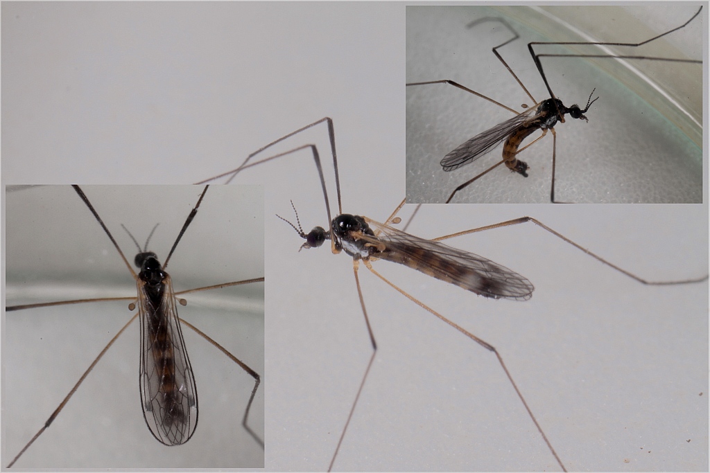 Dicranomyia morio (Dicranomyia morio)