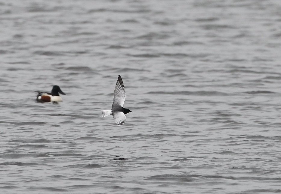 Hvidvinget Terne (Chlidonias leucopterus)