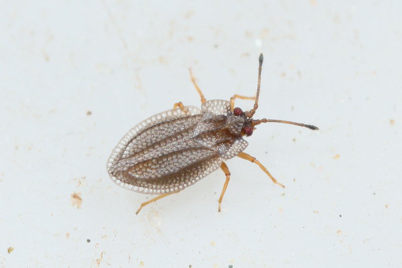 Acalypta platycheila (Acalypta platycheila)