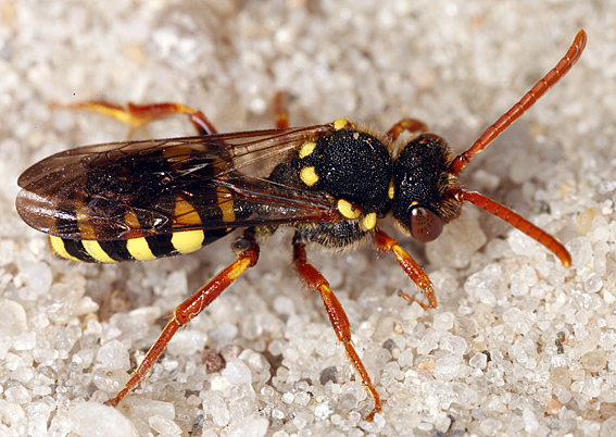 Gul Hvepsebi (Nomada fulvicornis)
