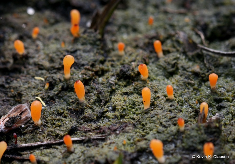 Abrikos-Lavkølle (Multiclavula vernalis)