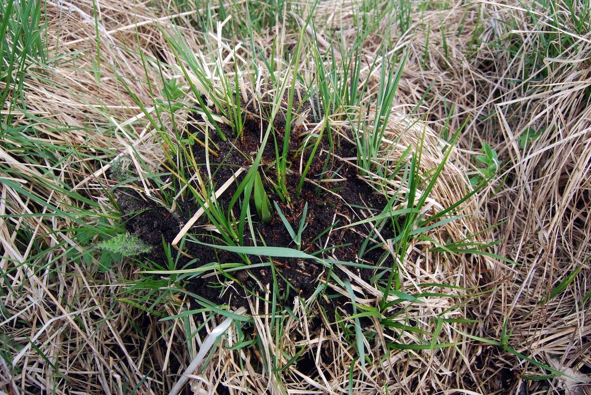 Kærstikmyre (Myrmica gallienii)