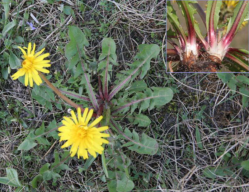 Lak-Vejmælkebøtte (Taraxacum fulgidum)