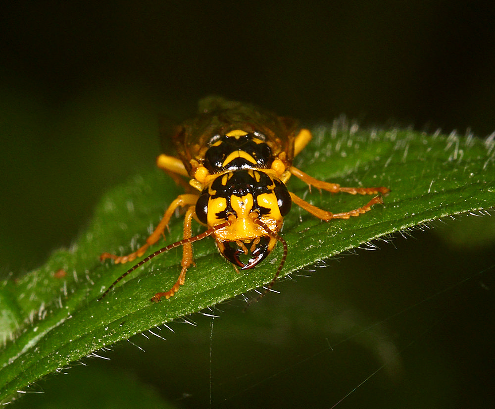 Pamphilius varius (Pamphilius varius)