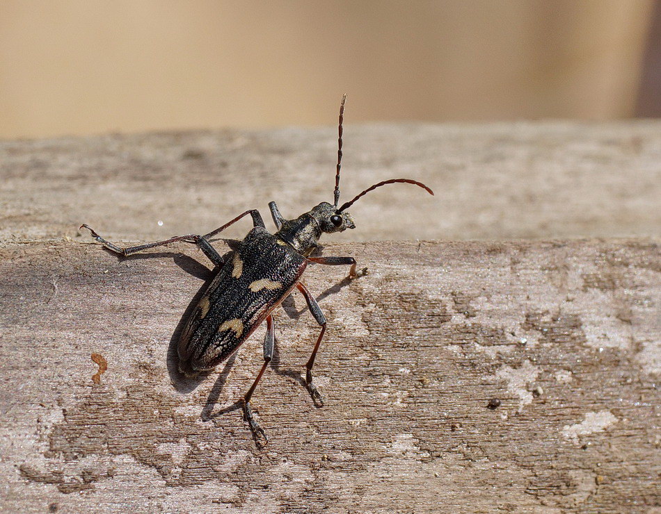 Båndet Tandbuk (Rhagium bifasciatum)