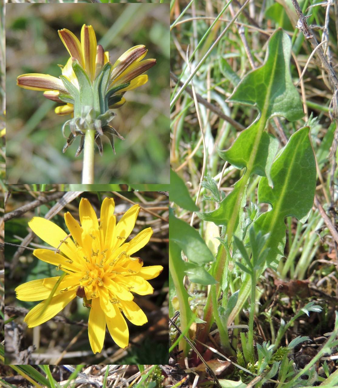 Fåtandet Sandmælkebøtte (Taraxacum decipiens)
