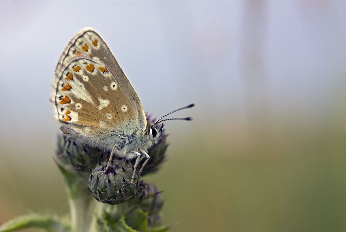 Sortbrun Blåfugl (Aricia artaxerxes)