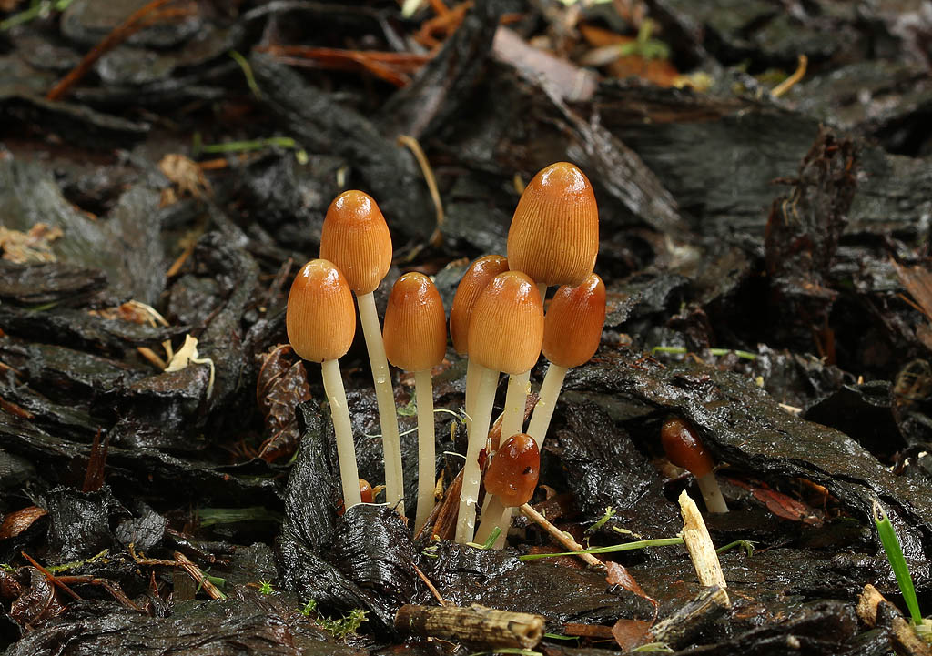 Hansens Hjulhat (Parasola auricoma)