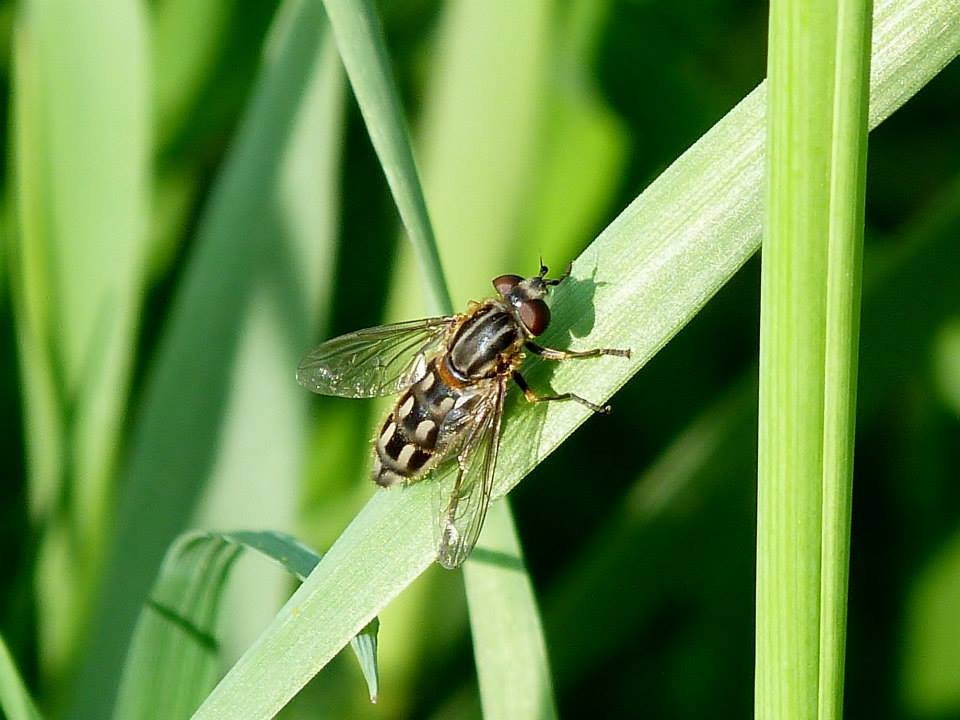 Kogleaks-Damsvirreflue (Lejops vittata)