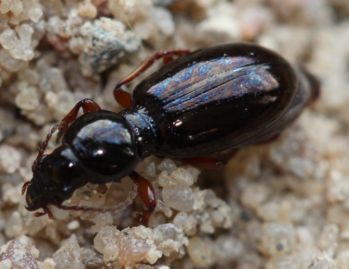 Polarløber (Miscodera arctica)