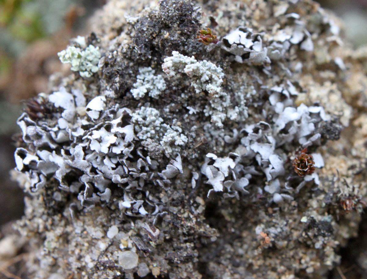 Kyst-Bægerlav (Cladonia subcervicornis)