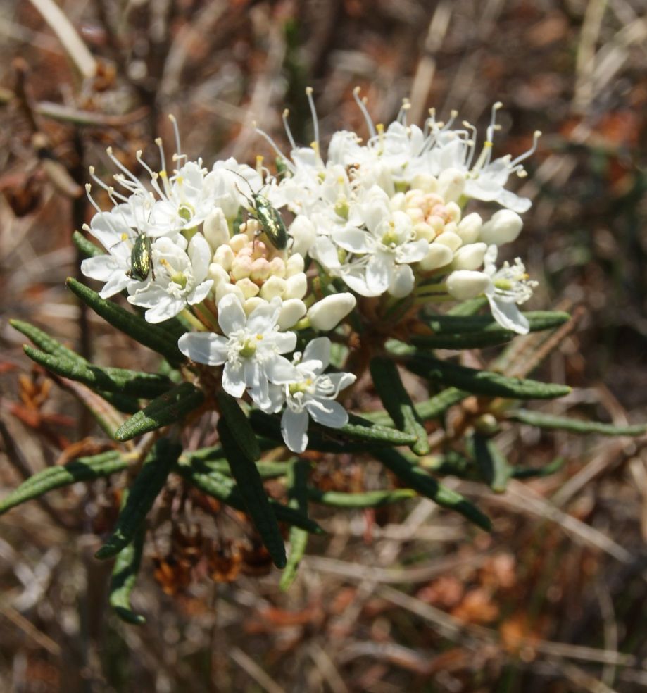 Mose-Post (Rhododendron tomentosum)