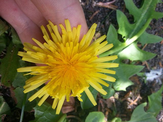 Småsvøbet Vejmælkebøtte (Taraxacum expallidiforme)