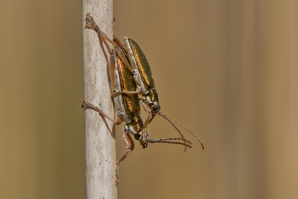 Donacia clavipes (Donacia clavipes)
