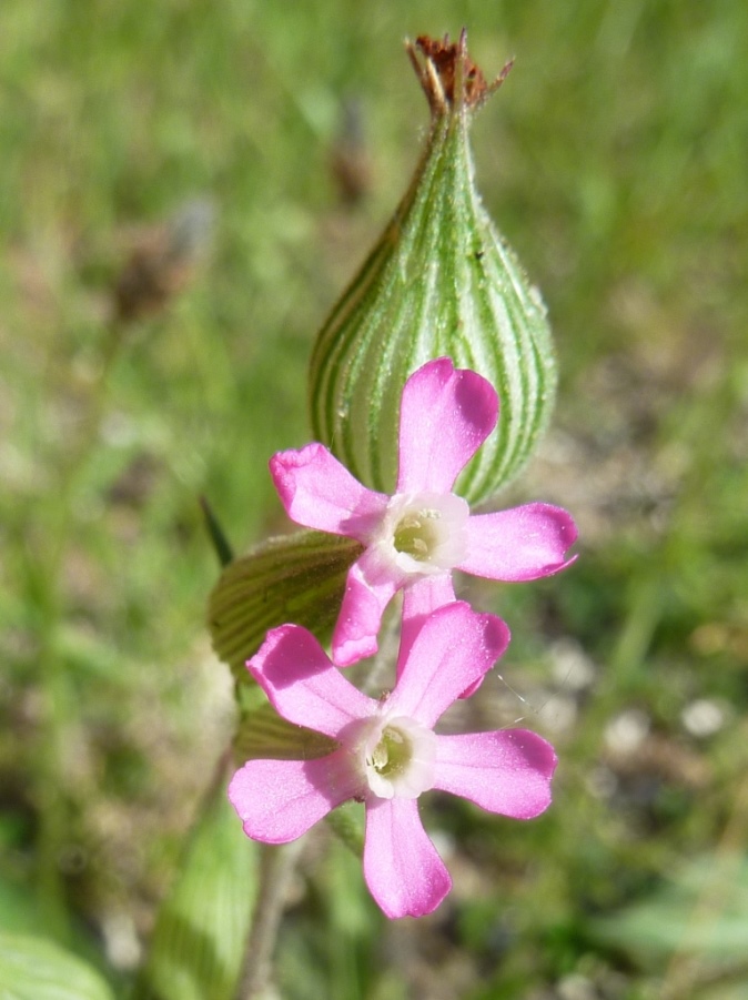 Kegle-Limurt (Silene conica)