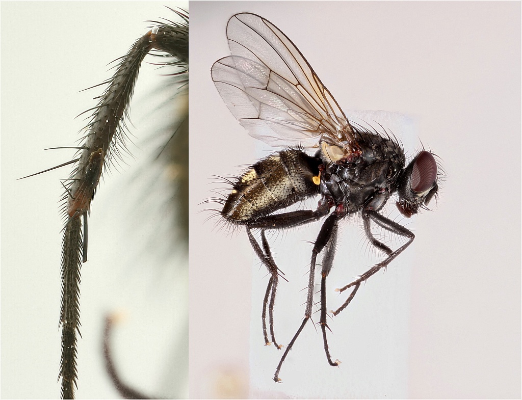 Polietes steinii (Polietes steinii)