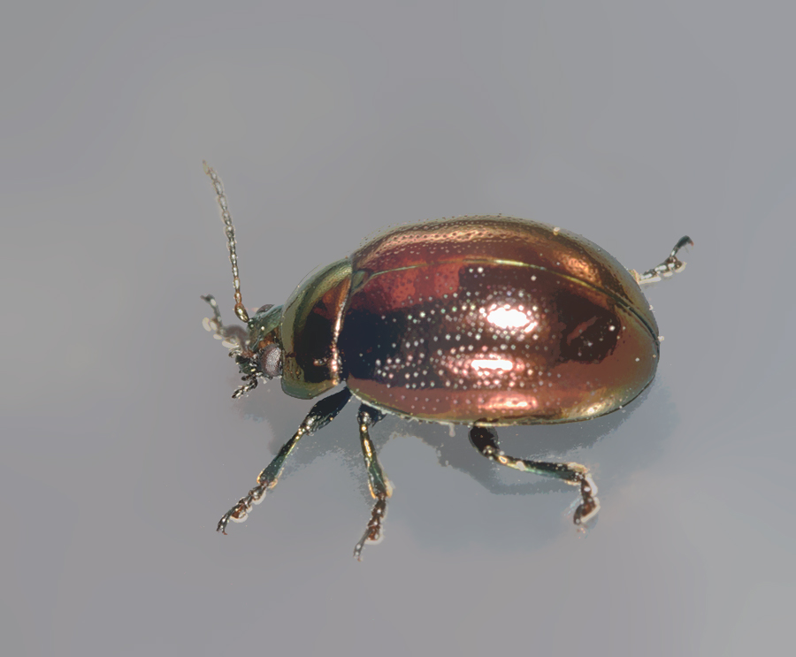Ertsfarvet Guldbille (Chrysolina brunsvicensis)
