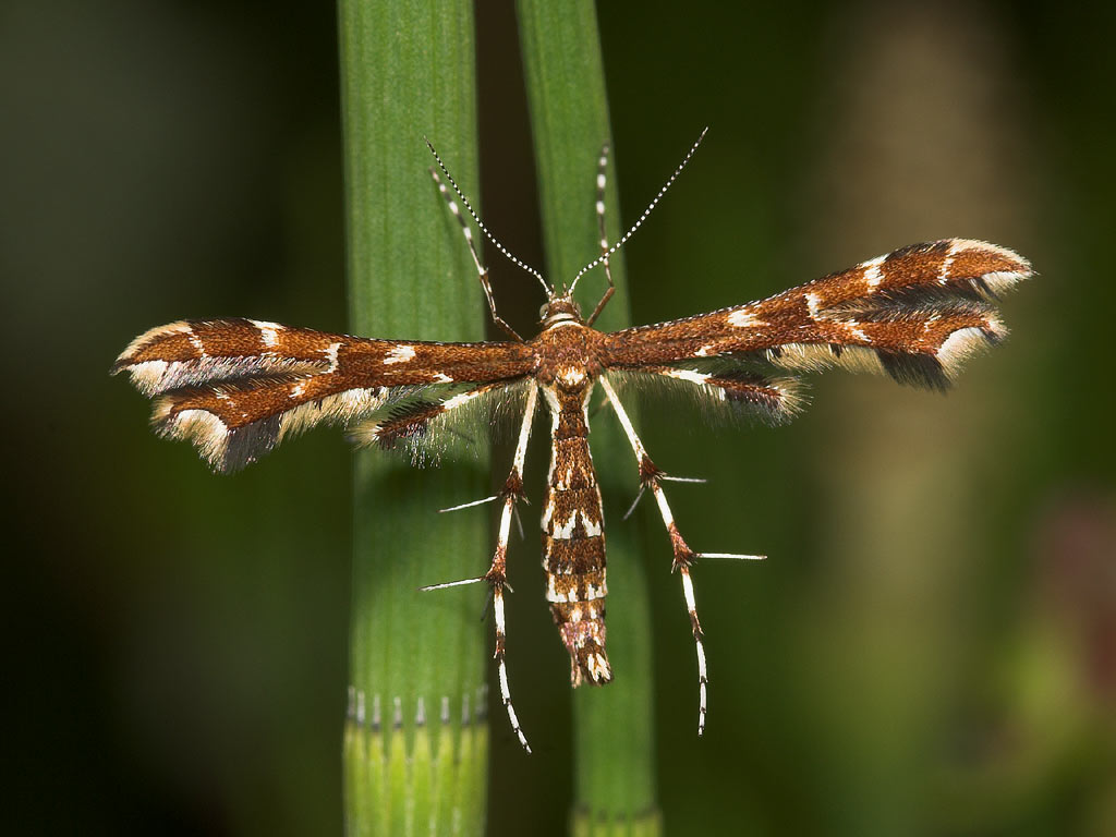 Engnellikerodfjermøl (Geina didactyla)