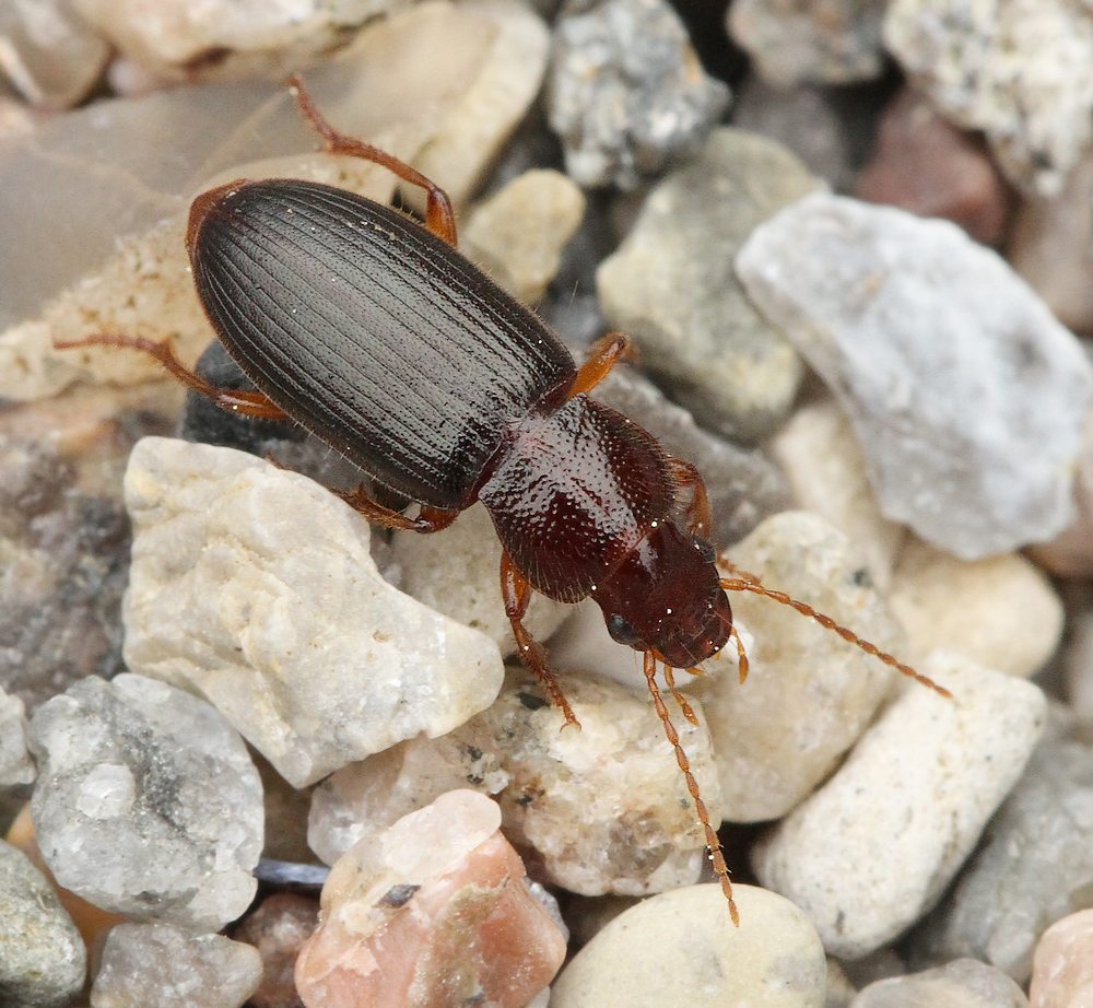Slank Kalkløber (Ophonus rupicola)