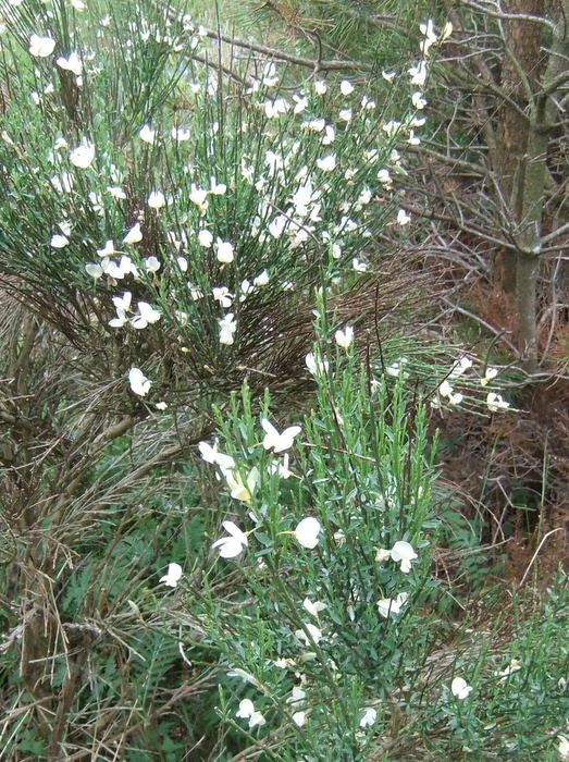 Vinter-Gyvel (Cytisus multiflorus)