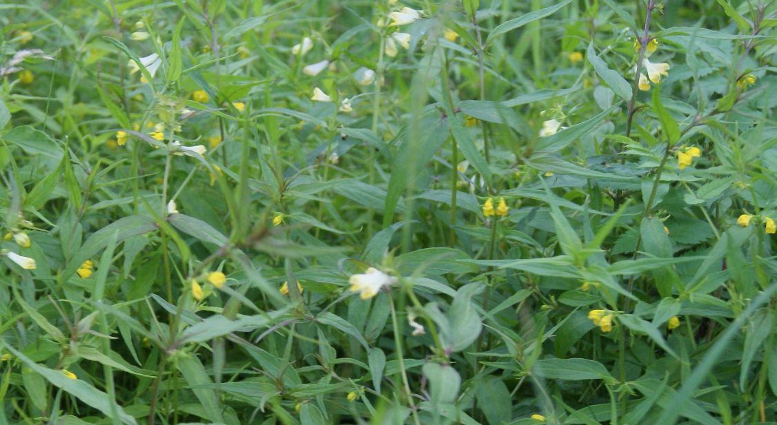 Skov-Kohvede (Melampyrum sylvaticum)