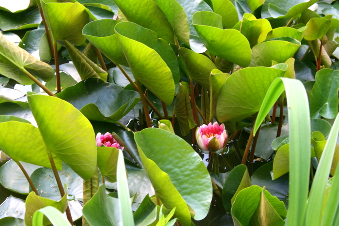Hybrid-Nøkkerose (Nymphaea x hybrida)