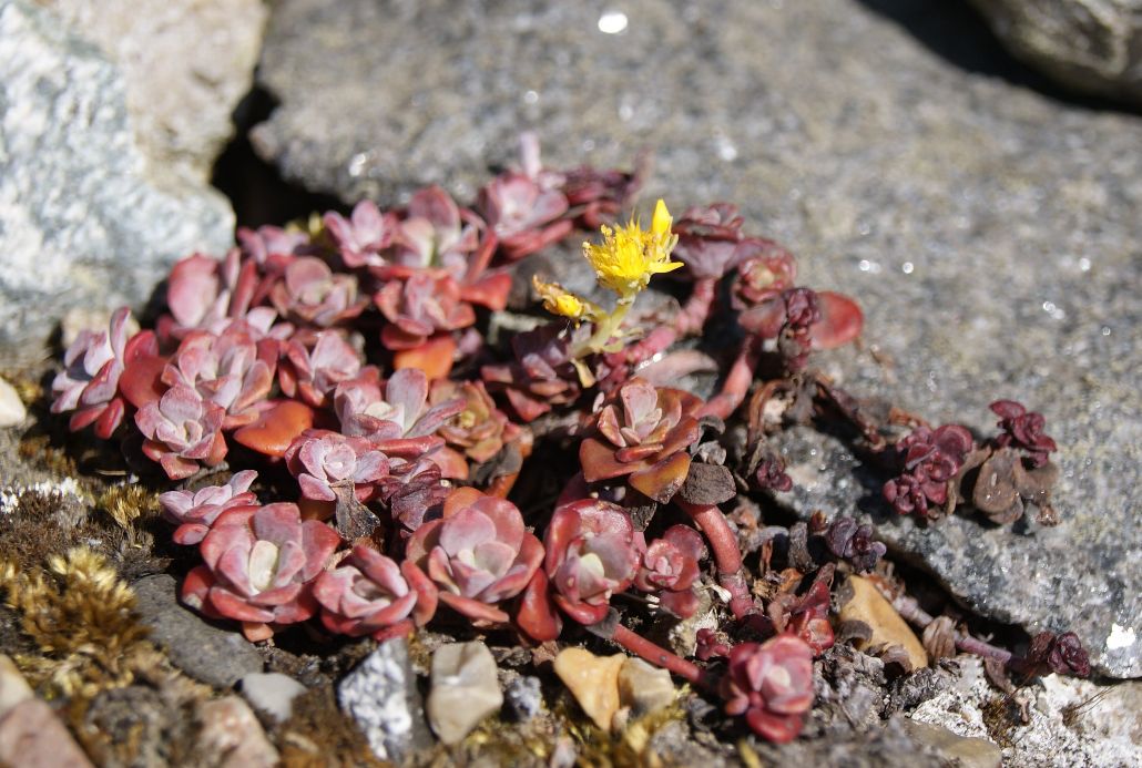 Pudret Stenurt (Sedum spathulifolium)