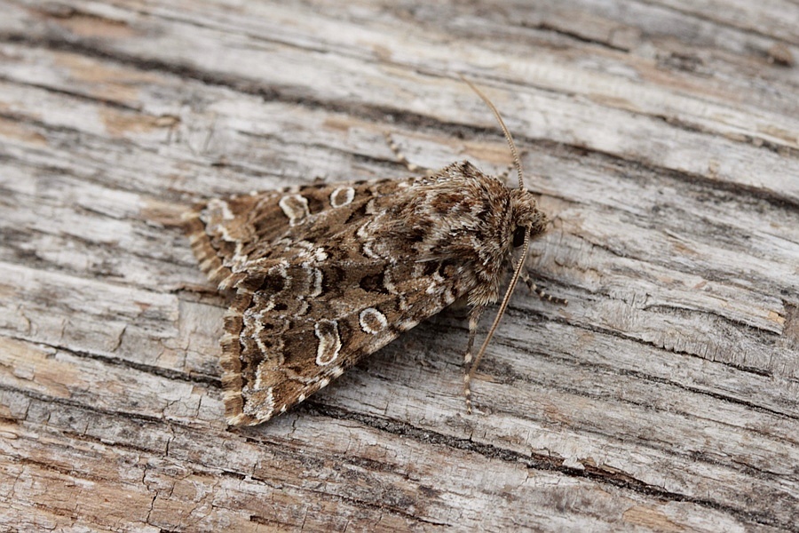 Konfus Nellikeugle (Hadena perplexa)