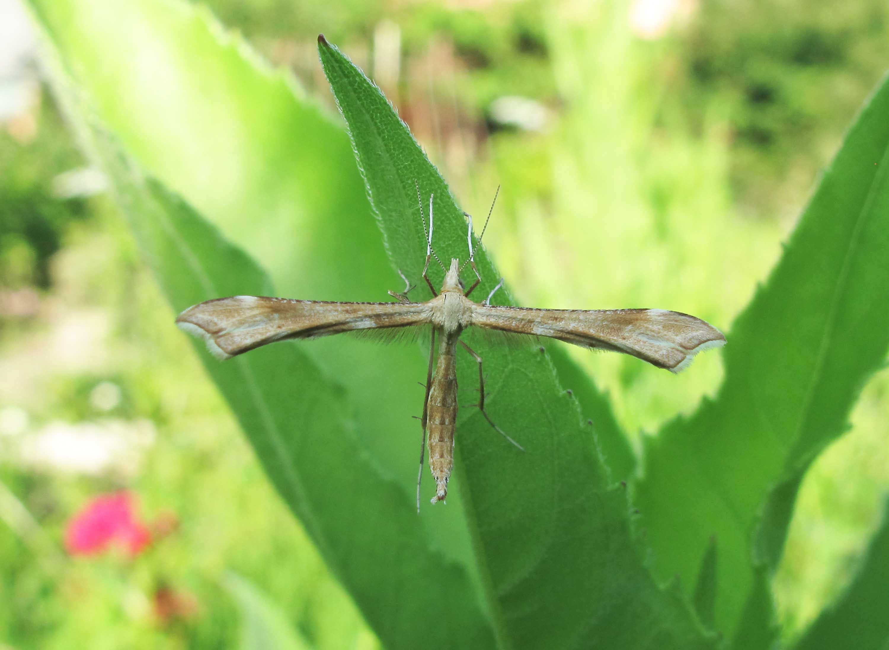 Røllikefjermøl (Gillmeria pallidactyla)