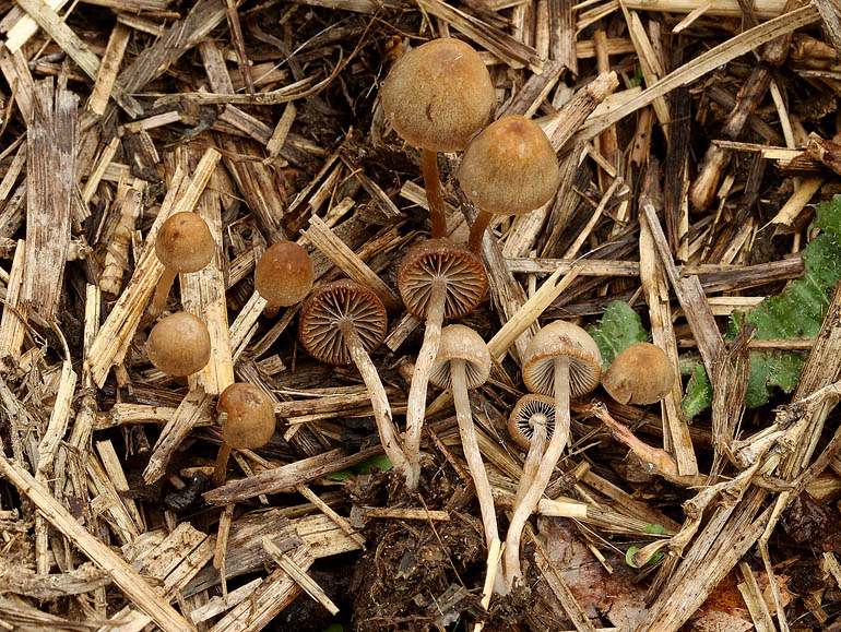 Psathyrella potteri (Psathyrella potteri)