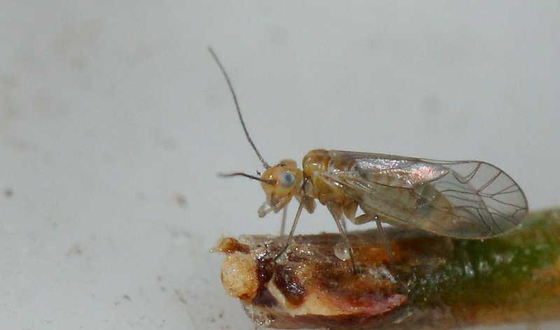 Tykpalpet Barklus (Cuneopalpus cyanops)