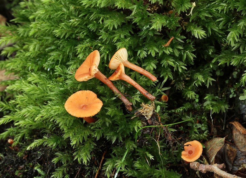 Navle-Mælkehat (Lactarius omphaliformis)