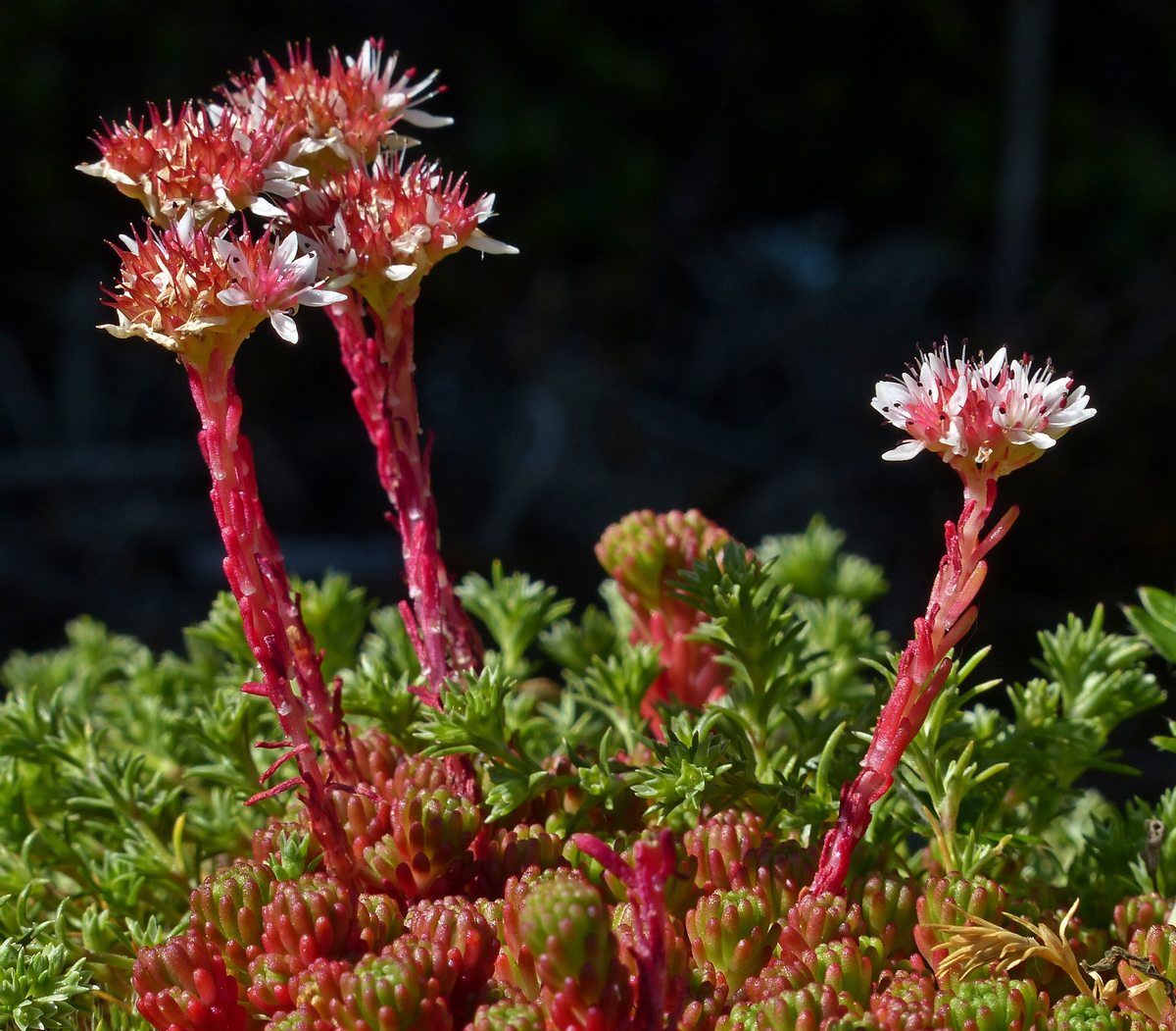 Mos-Stenurt (Sedum lydium)