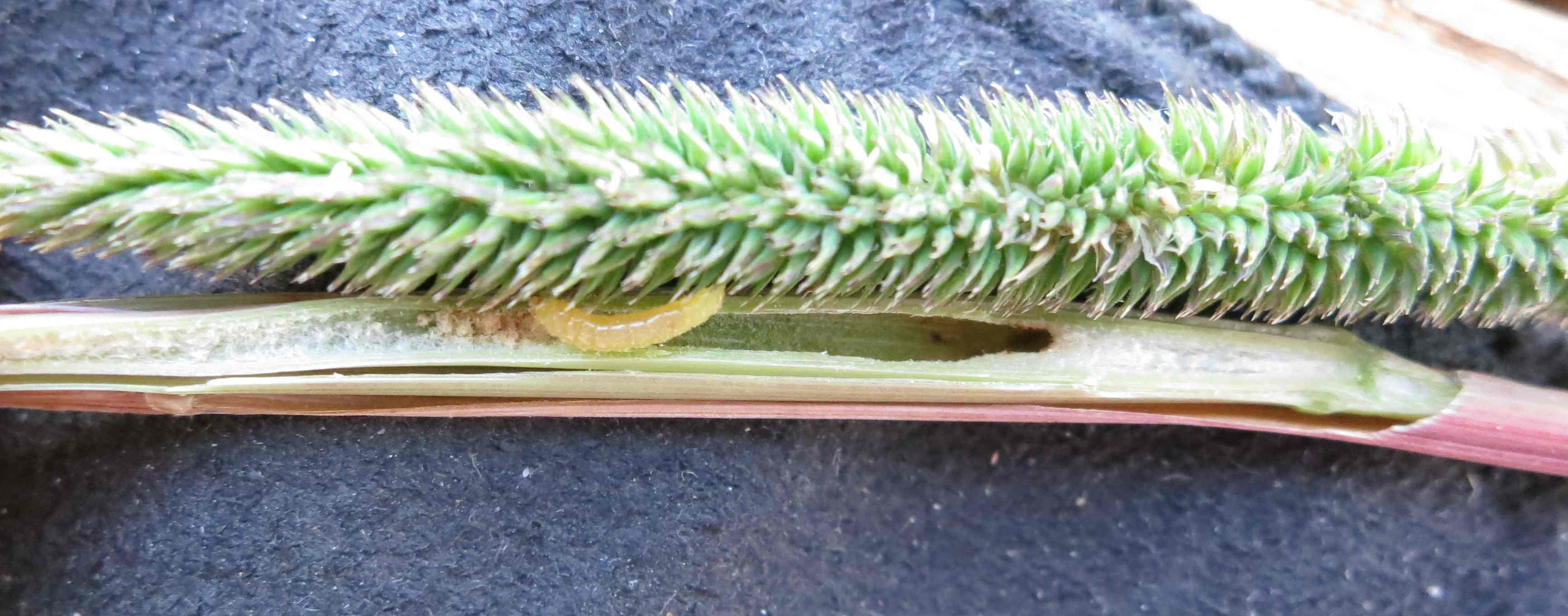 Tetramesa phleicola (Tetramesa phleicola)