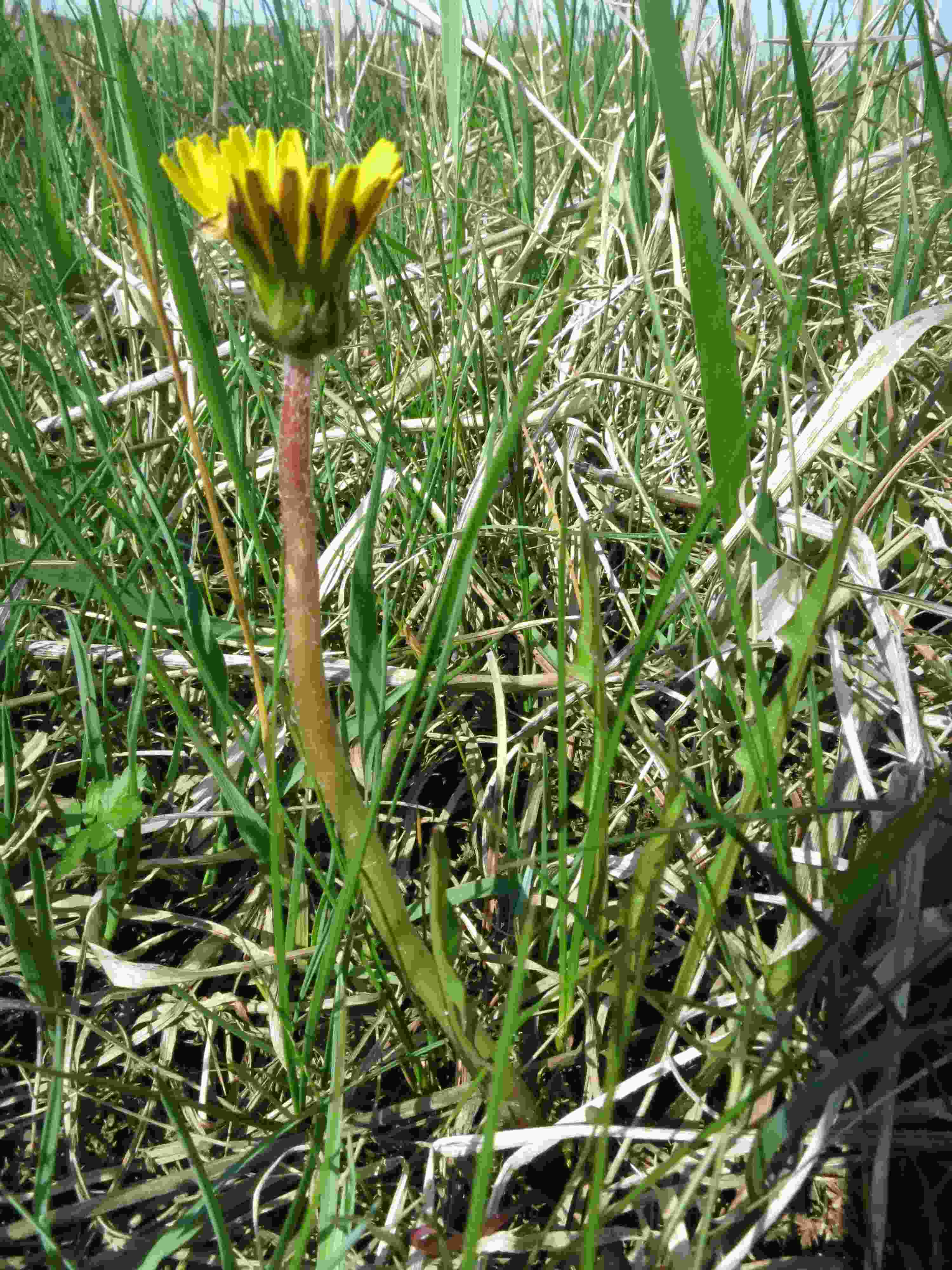 Sjællands-Kalkmælkebøtte (Taraxacum austrinum)