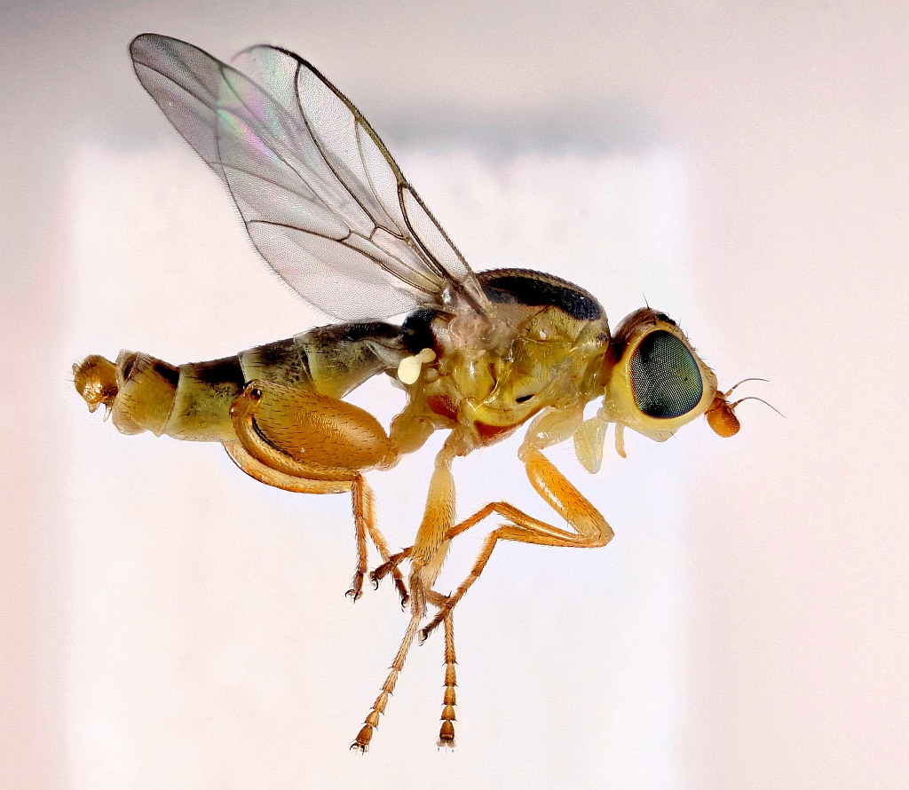 Meromyza rohdendorfi (Meromyza rohdendorfi)