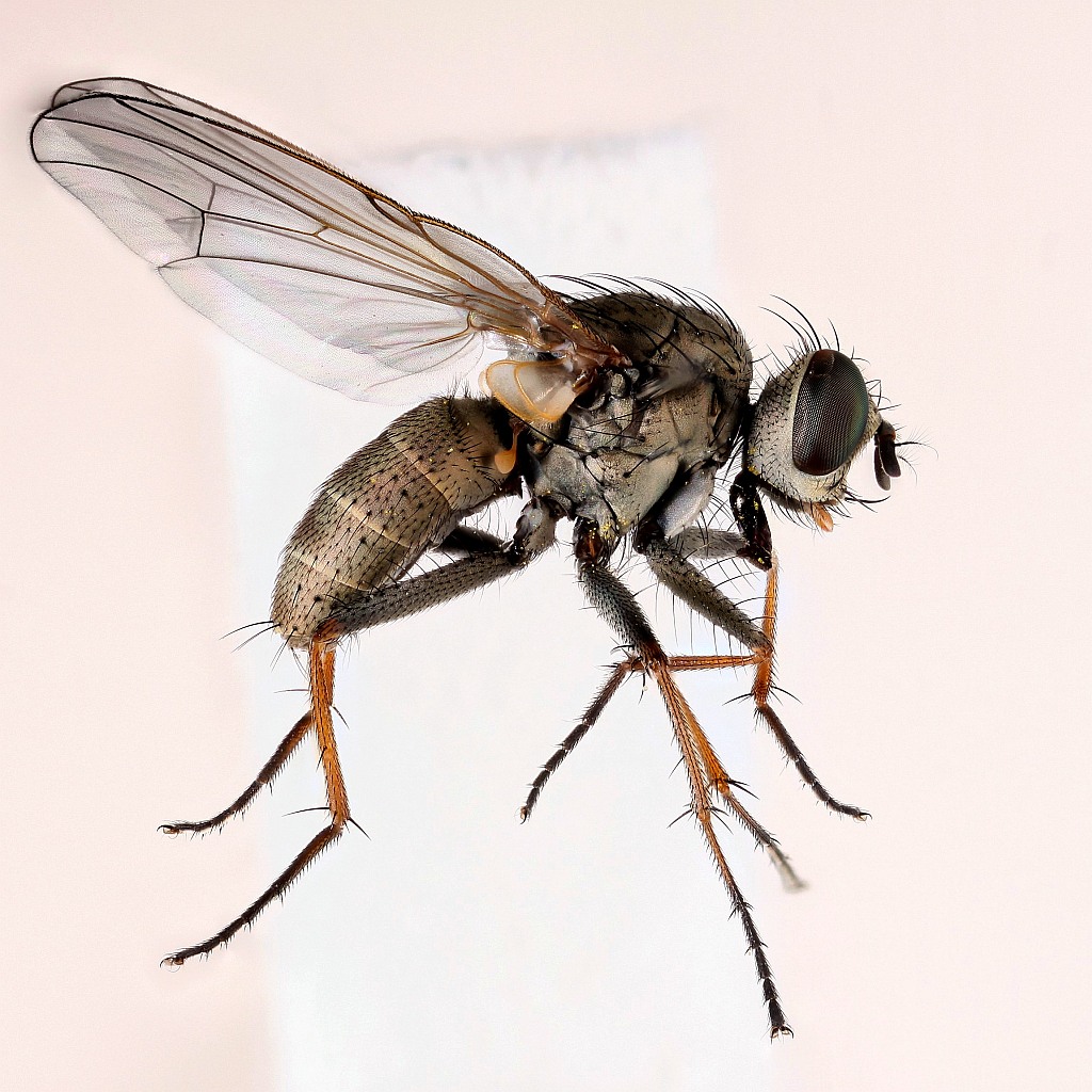 Lispe pygmaea (Lispe pygmaea)
