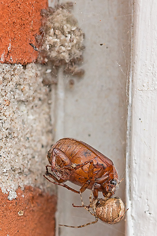 Theridion mystaceum (Theridion mystaceum)