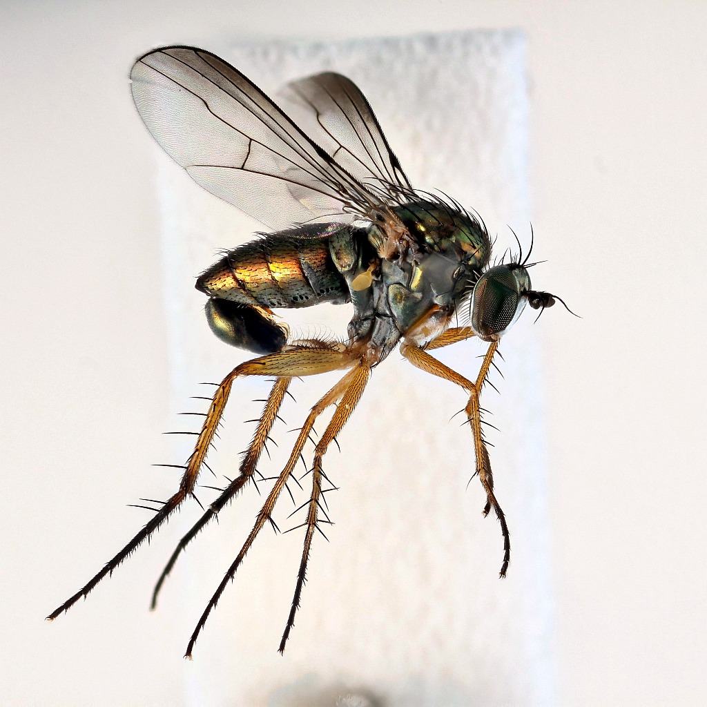 Dolichopus sabinus (Dolichopus sabinus)