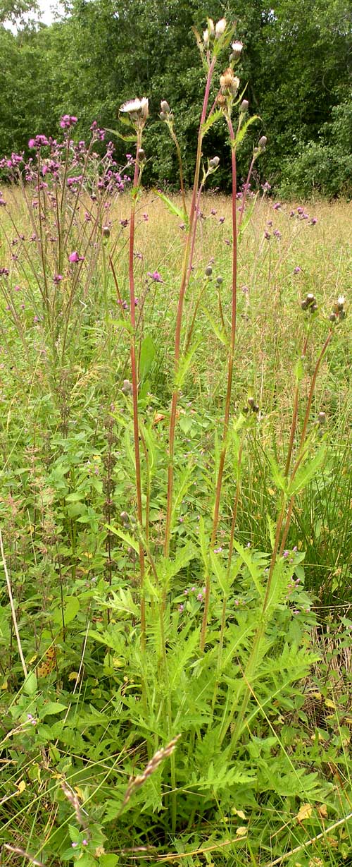 Kål-Tidsel x Kær-Tidsel (Cirsium oleraceum x palustre)